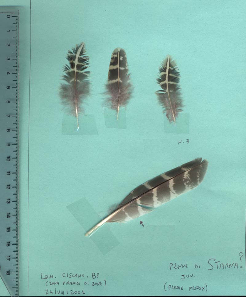 Conferma ID  - piume e penna di starna ( Perdix perdix)