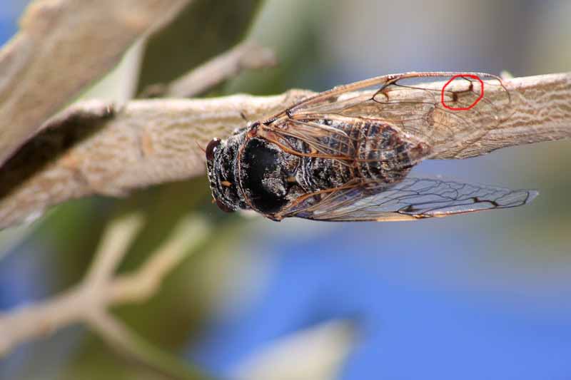 Tettigetta?.......Cicadatra atra dalla Toscana