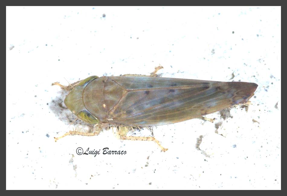Aspettando Danilo  - [ Cicadellidae: Synophropsis lauri ]