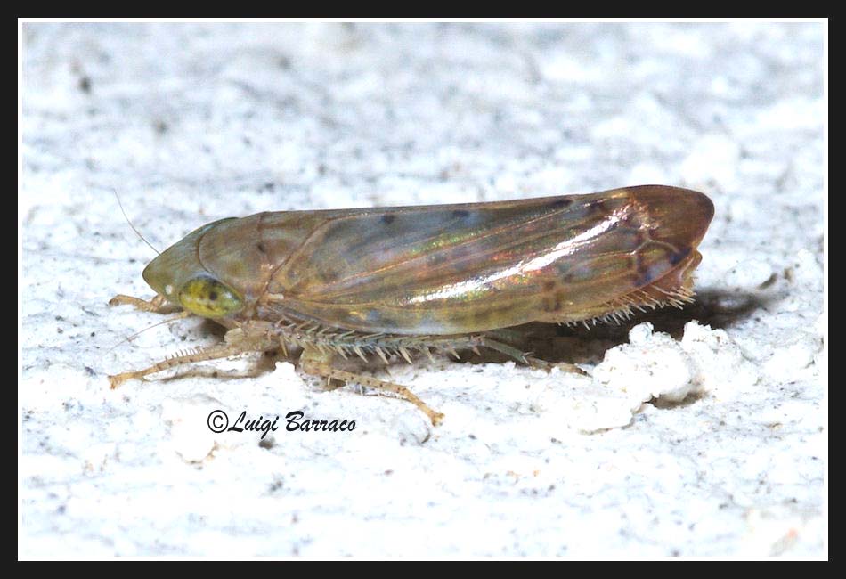 Aspettando Danilo  - [ Cicadellidae: Synophropsis lauri ]