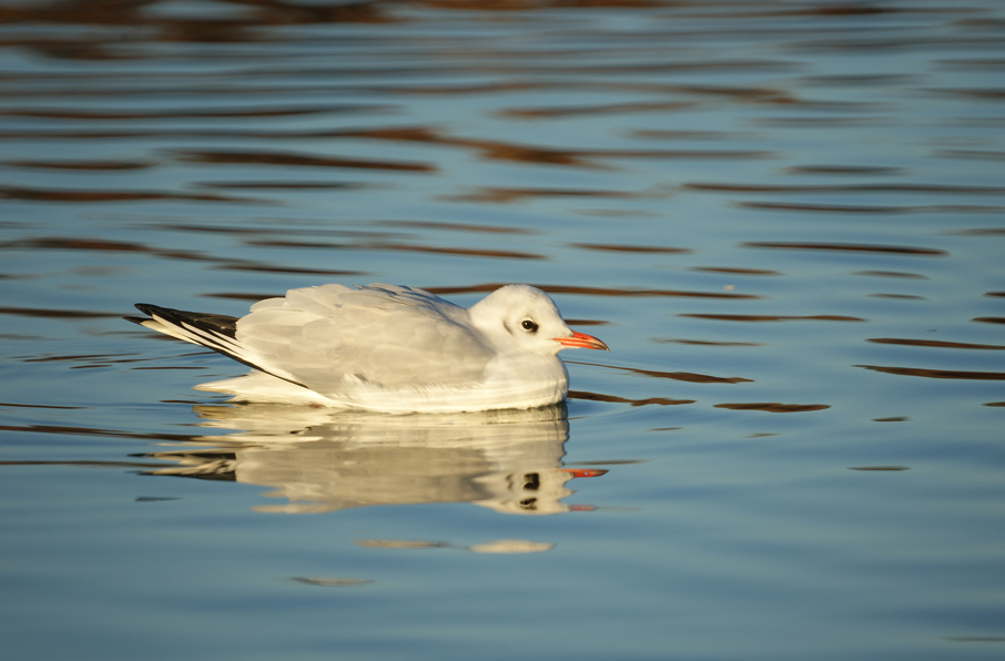 Alcune immagini da Orbetello