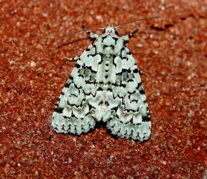 Altra nottambula - Nyctobrya (Bryopsis) muralis