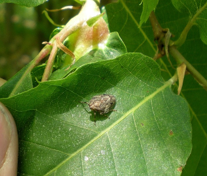 Dittero Ulididae e omottero Issidae