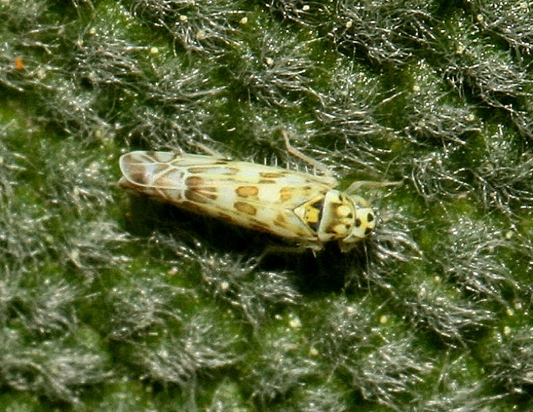 Cicalina...dedicata  Eupteryx sp.