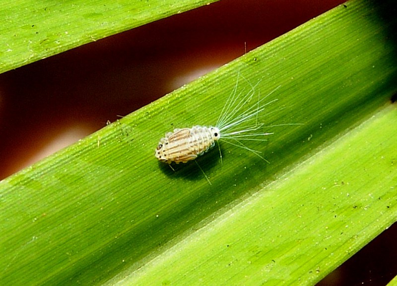 Convergenze parallele - Ommatissus binotatus nuovo arrivo!