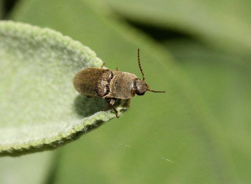 Elateride domestico: Agriotes brevis