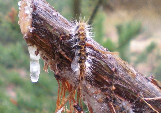 Al Tour: processionaria - Thaumetopoea pityocampa
