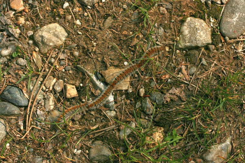 Al Tour: processionaria - Thaumetopoea pityocampa