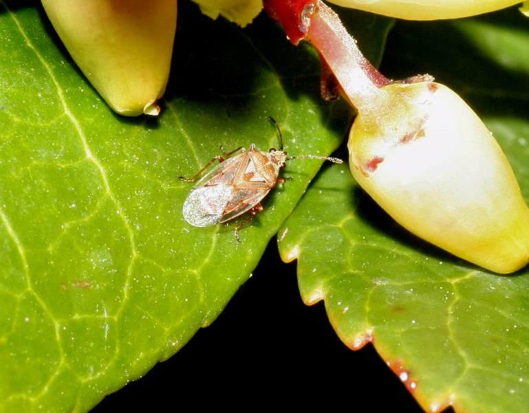 Lygaeidae: Kleidocerys resedae su corbezzolo in Liguria