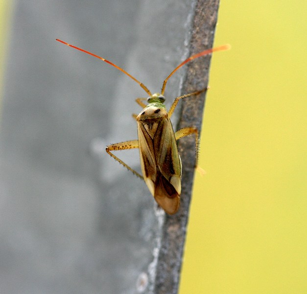 Miridae: Adelphocoris lineolatus f.binotata del Piemonte