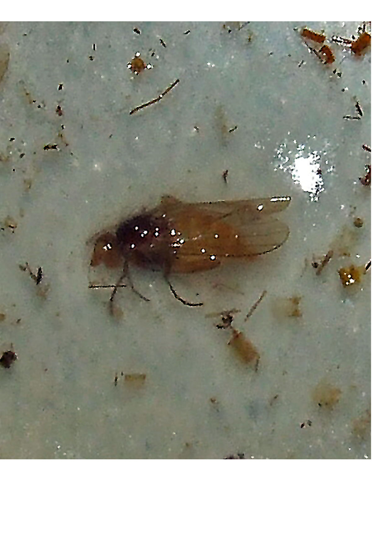 Heleomyzidae?