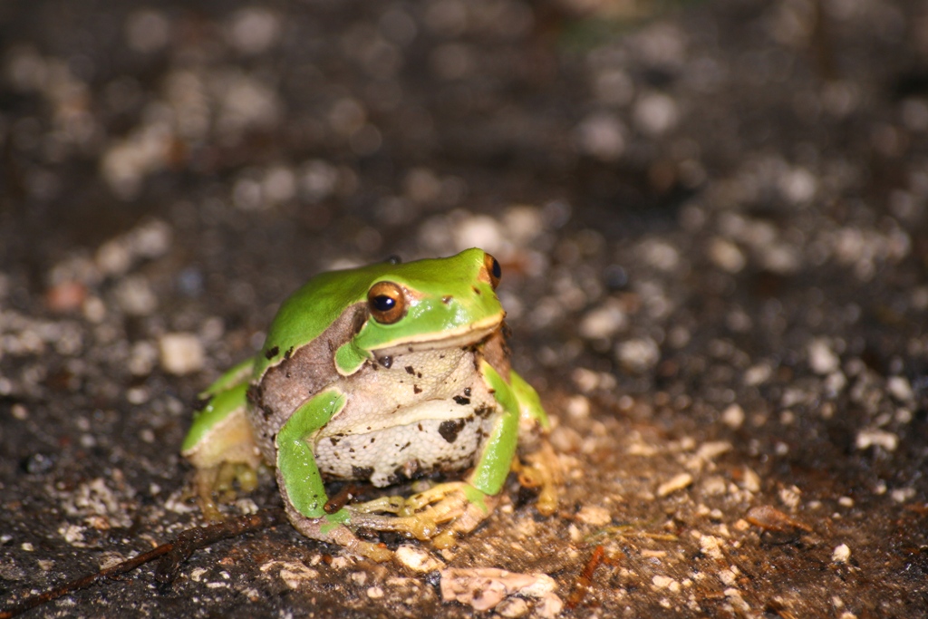 Anfibi dalla foresta