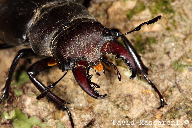 Lucanus tetraodon