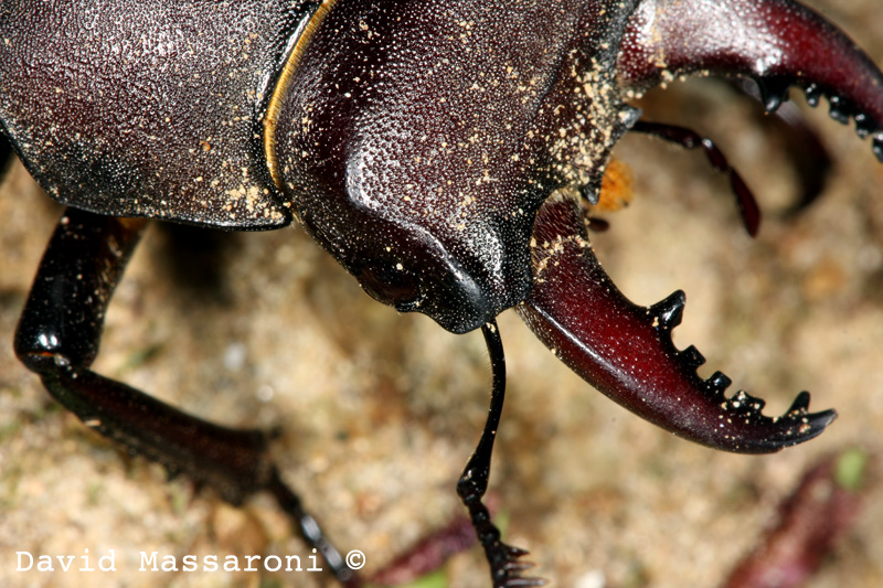 Lucanus tetraodon