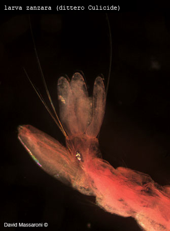zanzara (larva Dittero Culicide)