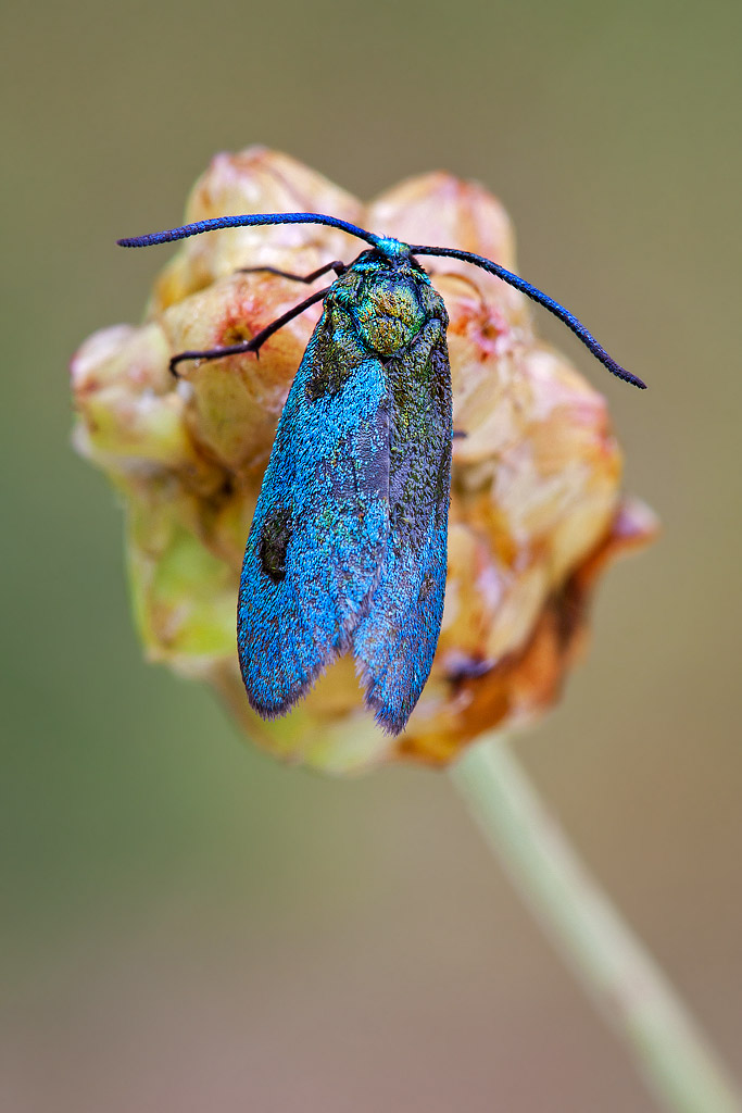 Richiesta Identificazione: Zygaena??