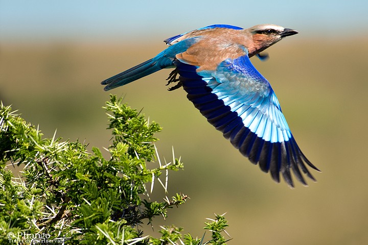 Identificazione uccelli