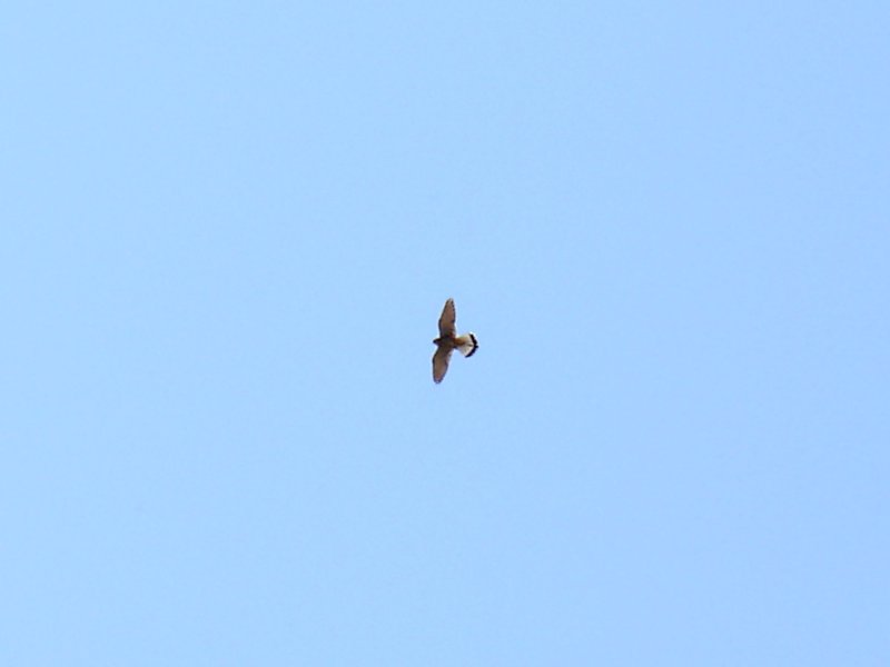 Identificazione rapace e quesito su Gallinella d''acqua