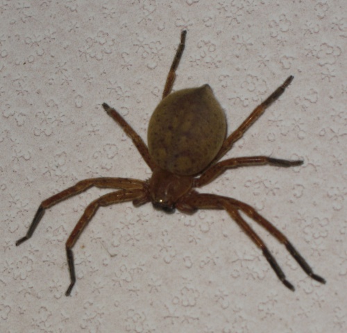 Olios argelasius