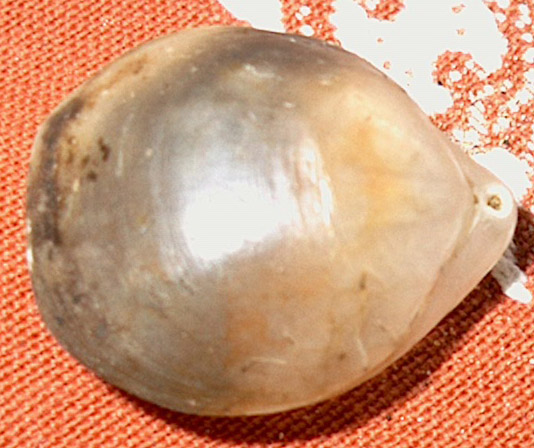 Gryphus vitreus (Born, 1778)