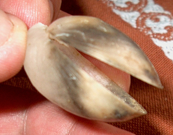 Gryphus vitreus (Born, 1778)