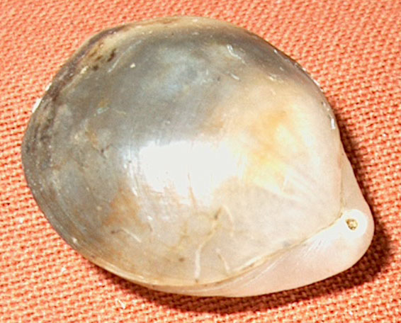 Gryphus vitreus (Born, 1778)