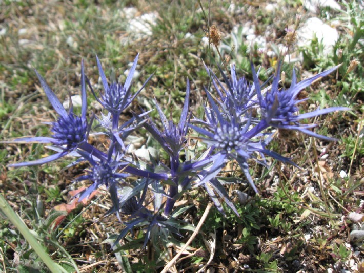 Eryngium amethystinum