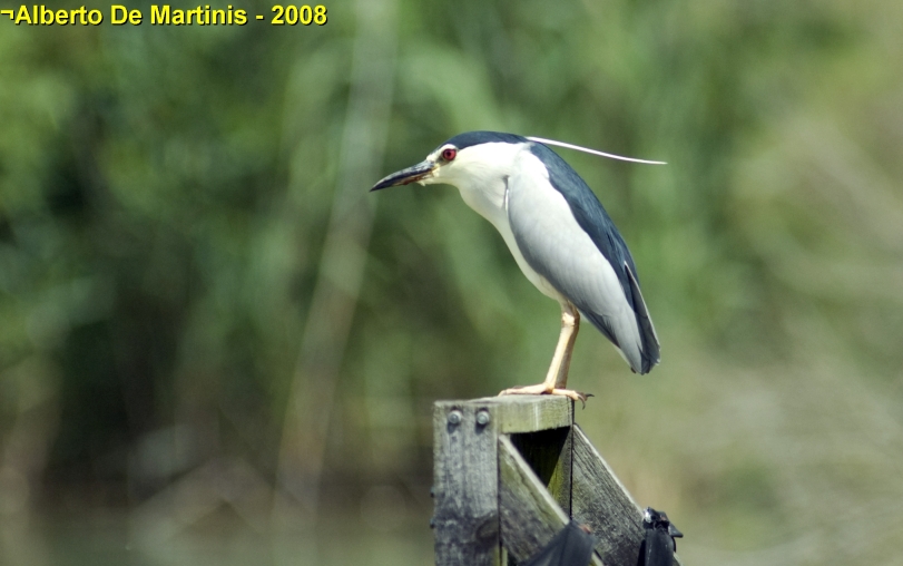 nitticora del Delta