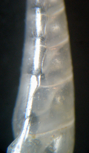 3) Conferma VITREOLINA ANTIFLEXA