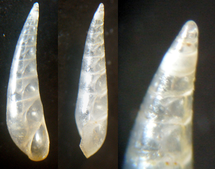 3) Conferma VITREOLINA ANTIFLEXA
