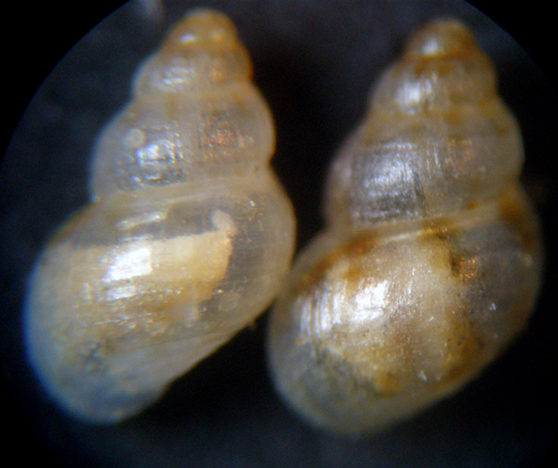 Crisilla simulans?