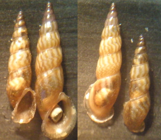 Rissoa auriscalpium form. pulchella  Risso, 1826