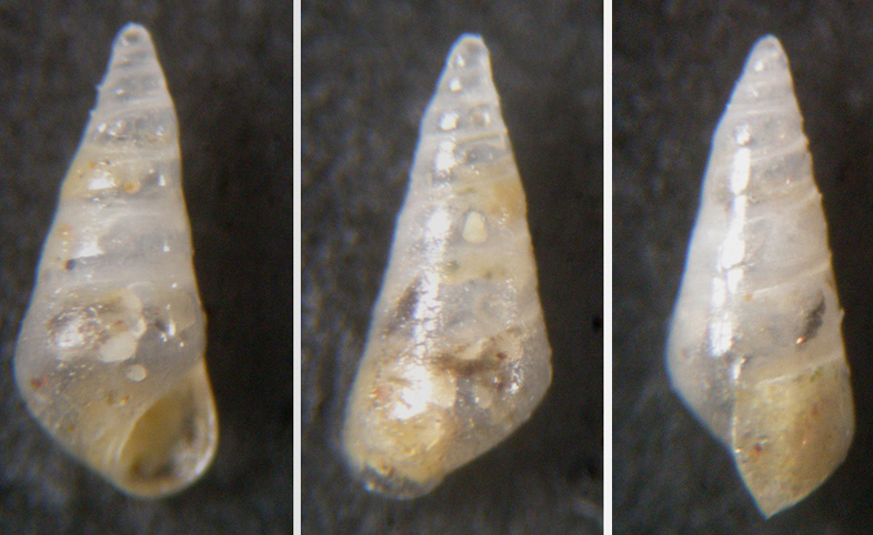 Conferma Nanobalcis nana