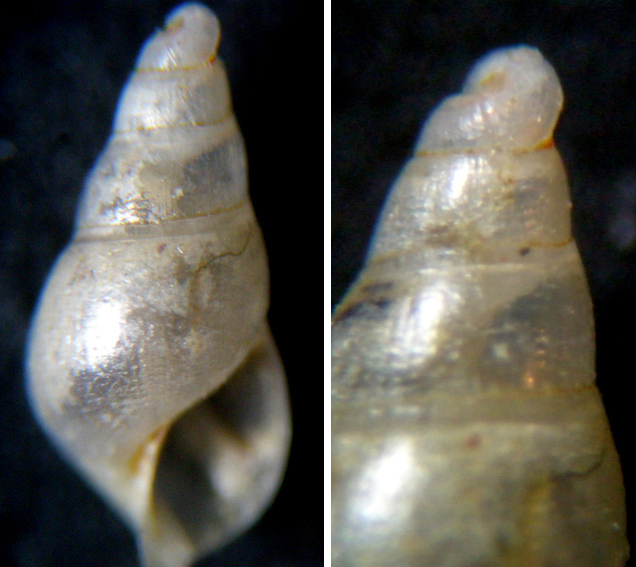 Ondina 1