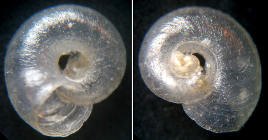 Gyraulus crista?