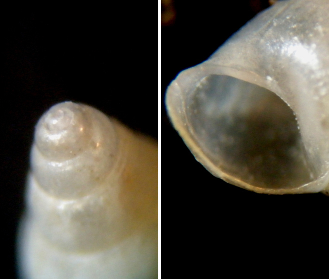 Ondina 2