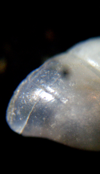 Ondina 2