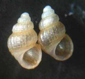 Alvania parvula