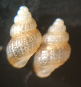 Alvania parvula
