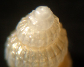 Alvania parvula