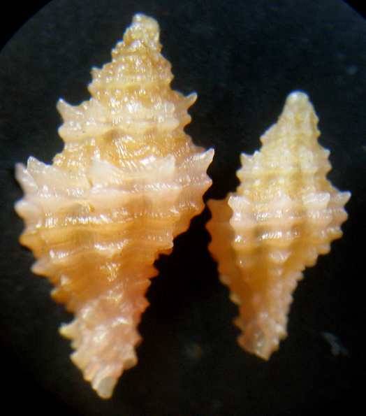Piccoli muricidi
