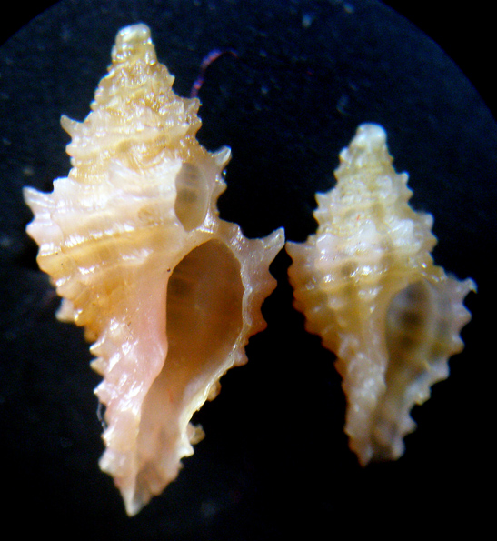 Piccoli muricidi