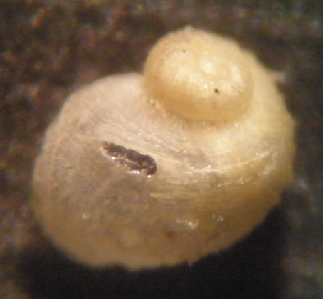 Sinezona cingulata