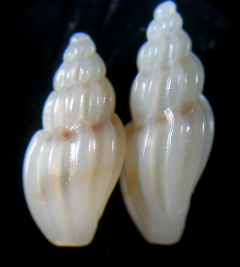 Mangelia caerulans