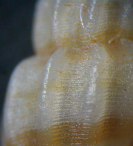 6) Mangelia costulata