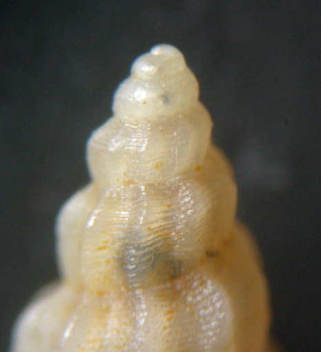 6) Mangelia costulata