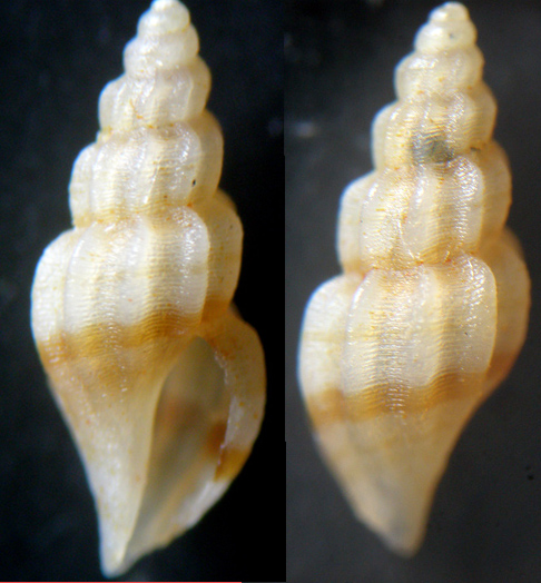 6) Mangelia costulata