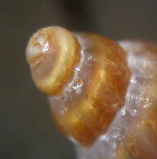 5) Mangelia da determinare