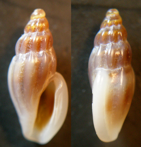 5) Mangelia da determinare