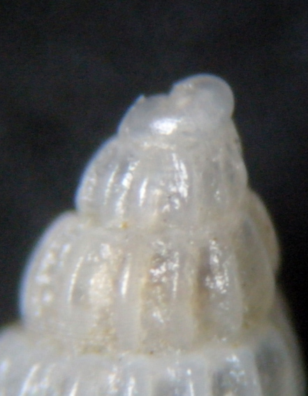 Conferma Chrysallida intermixta